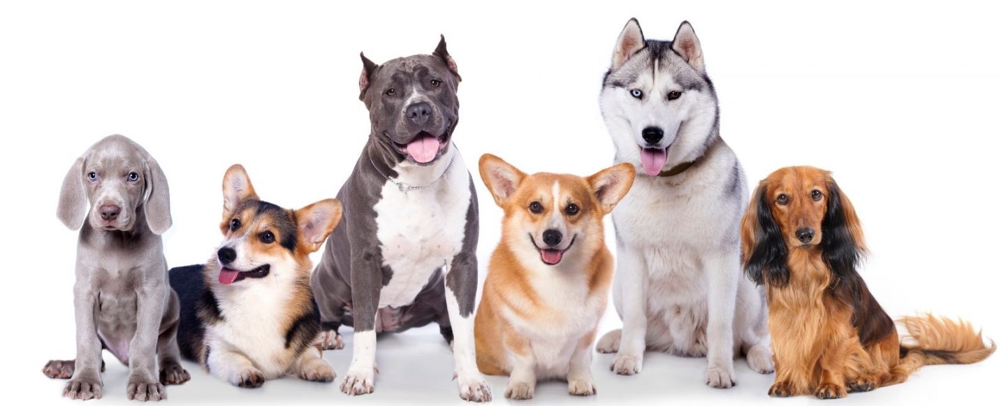 Sestili v City of Port Adelaide Enfield Menacing Dogs or Not?