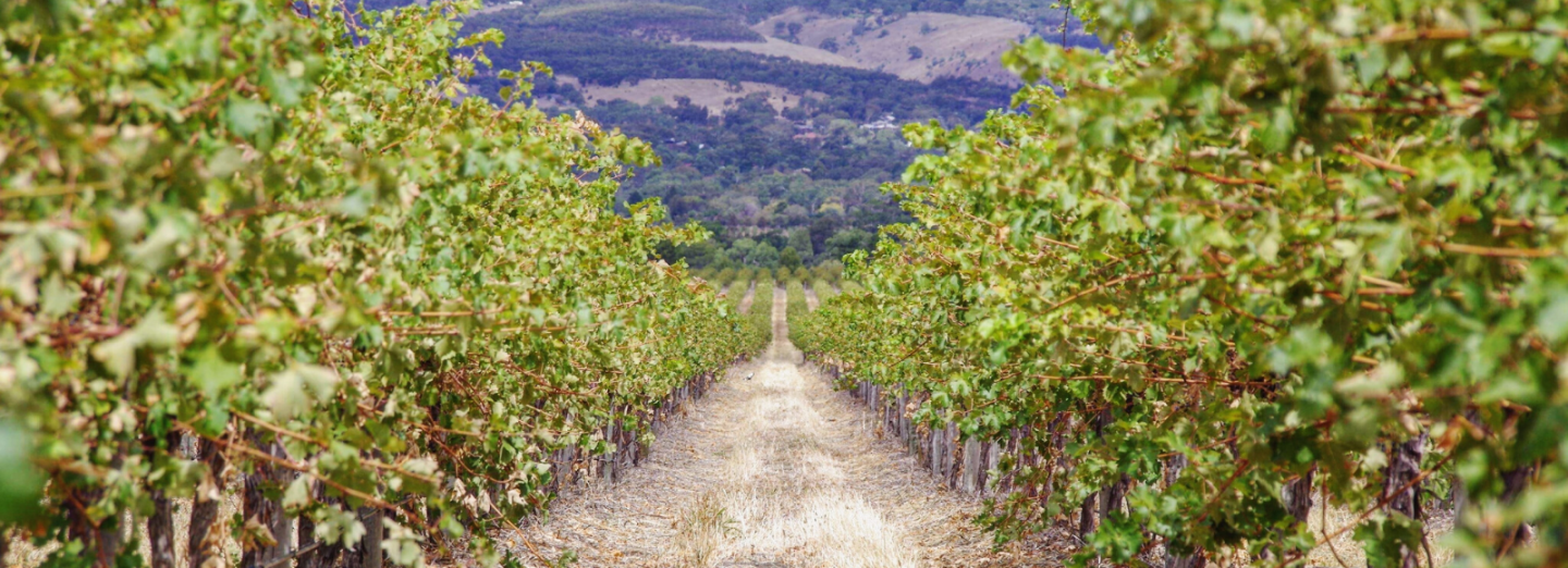 De—coding Phase 3 of the Planning and Design Code — Paper 3 —  Rural Zone and Adelaide Country Zone