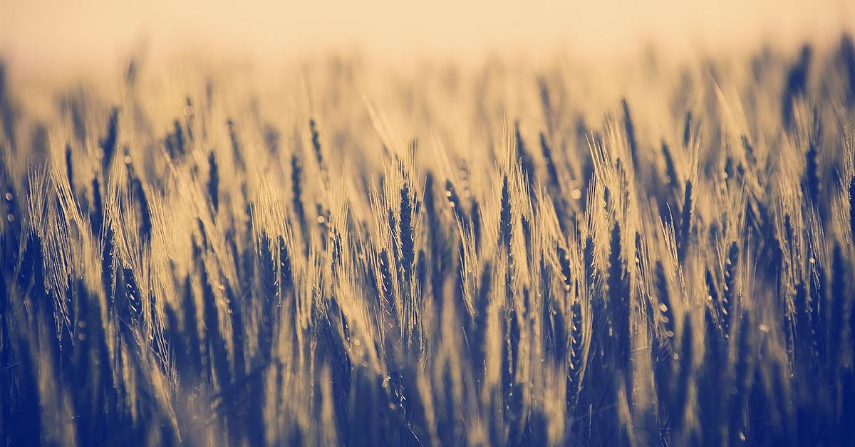 Genetically Modified food crops in SA — with councils as the gatekeepers!