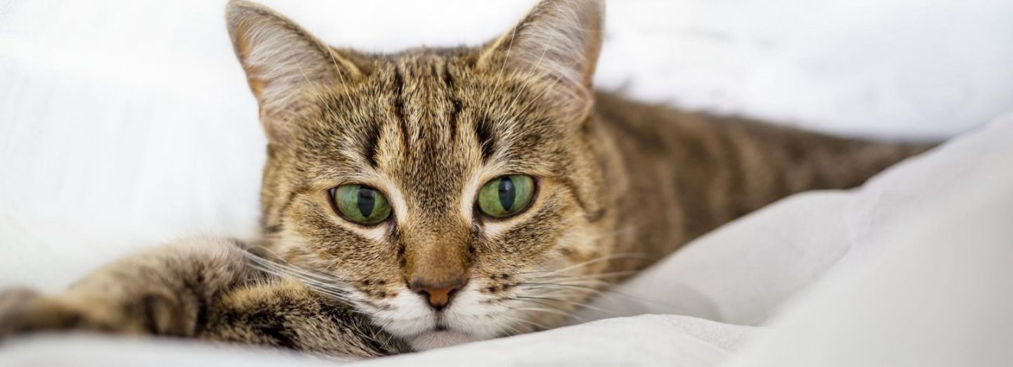 That’s Cont…. make that, catentious!